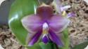 Phal. Mituo Blue Bear Mituo 1
